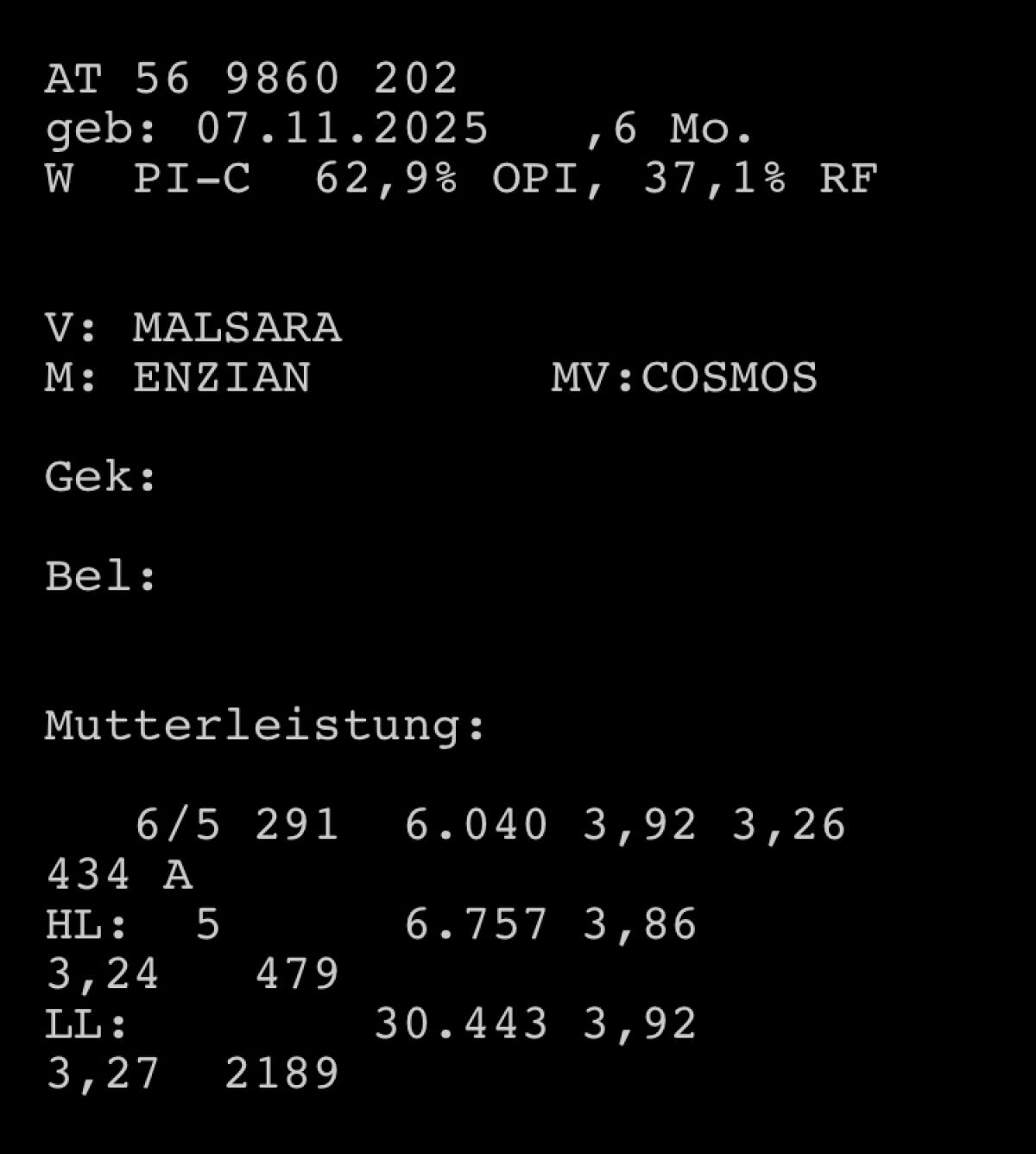 Pinzgauer Kalb weiblich 2