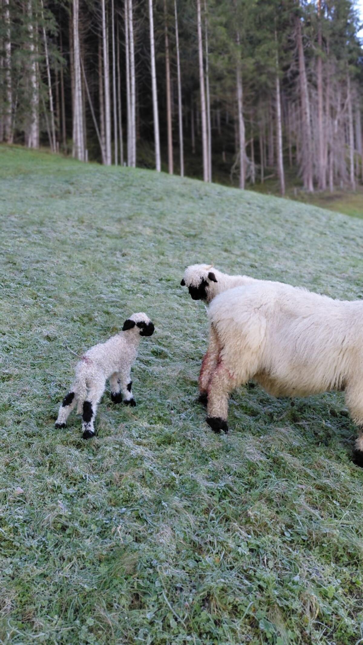 Walliser Jungwidder 1