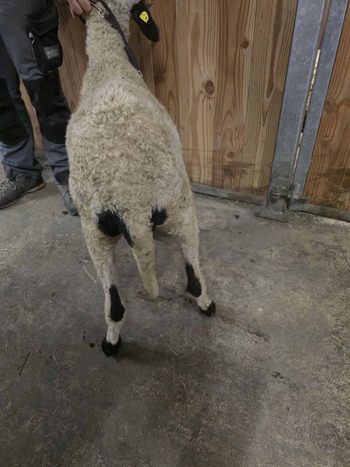 2 HB-fähige Walliser Schwarznasenauen 2