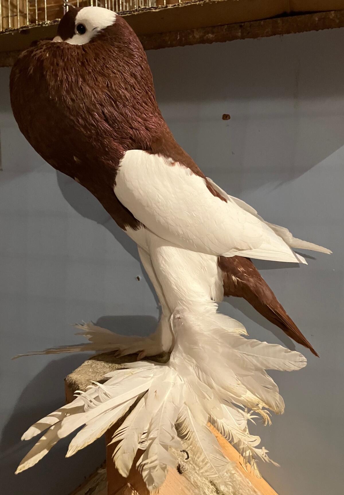 Verkehrtflügelkröpfer, Voorburger Schildkröpfer Taube rot 3