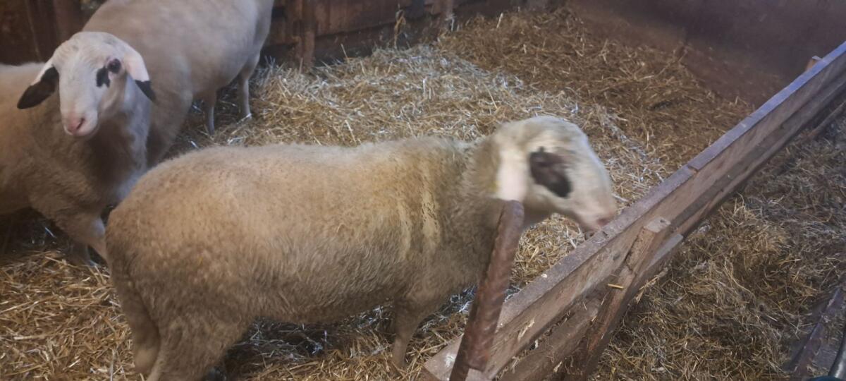 Kärntner Brillenschaf Widder 1