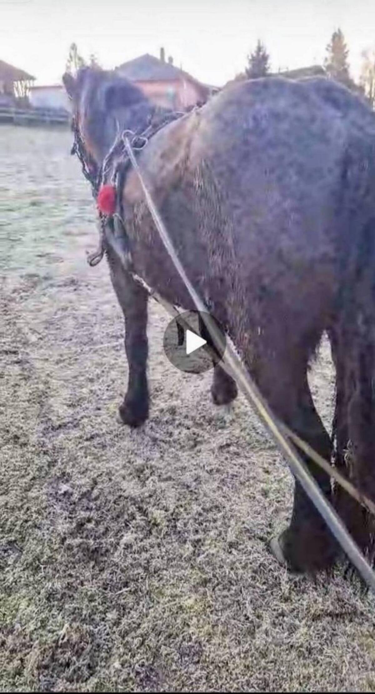 Noriker Gespann ein- und zweispännig 2