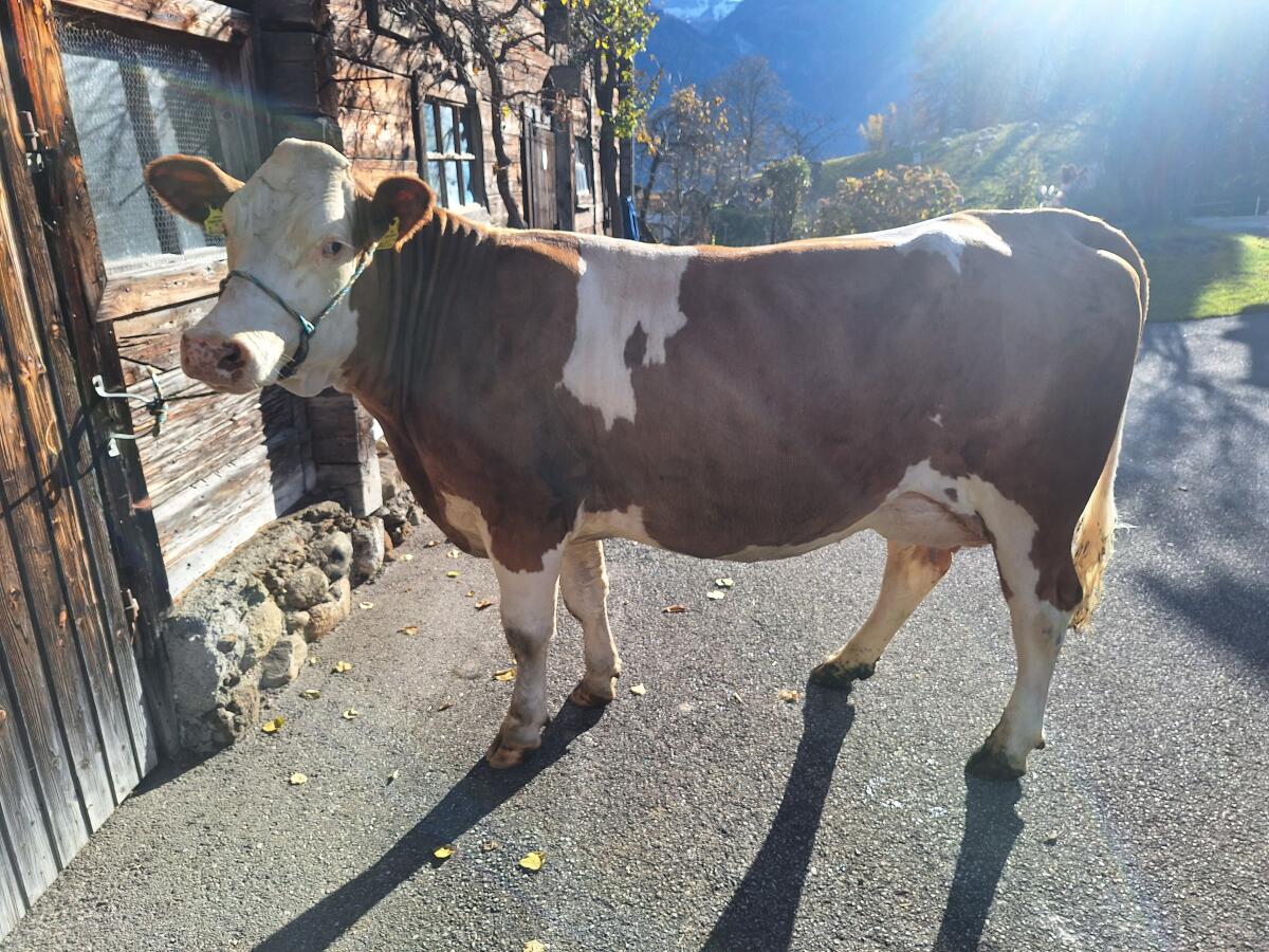Verkaufe zahme, sehr brave Erstlingskuh aus Aufzuchtbetrieb 2