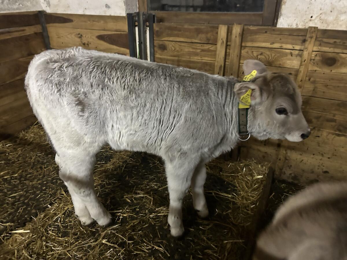 Weibliches Original Braunviehkalb abzugeben 1