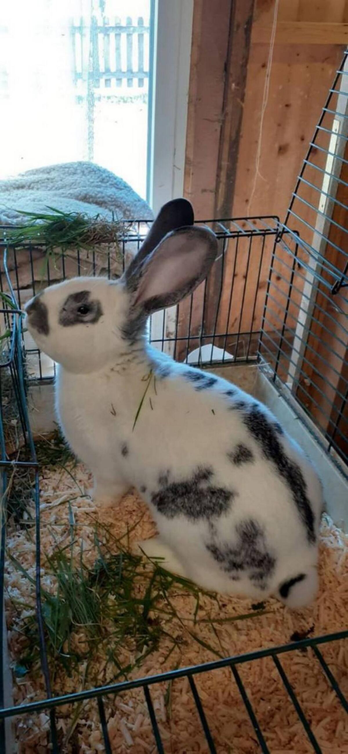 Hasen, Rammler zu verkaufen 1