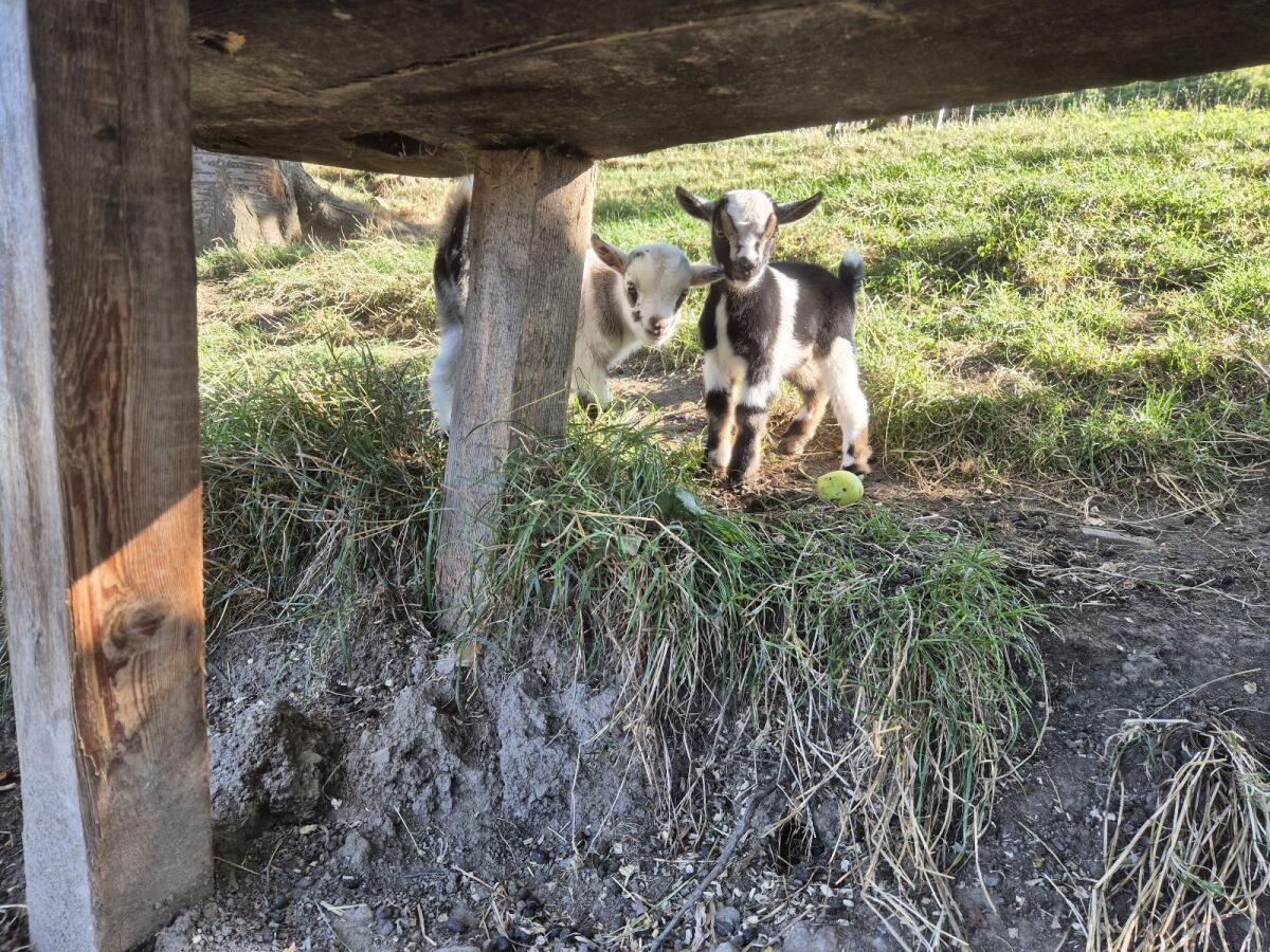 Mini Zwergziegen 3