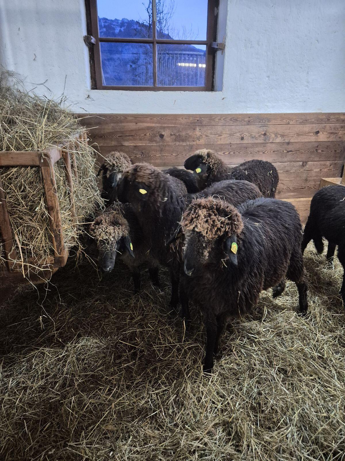 Tiroler Steinschaf BIO 2