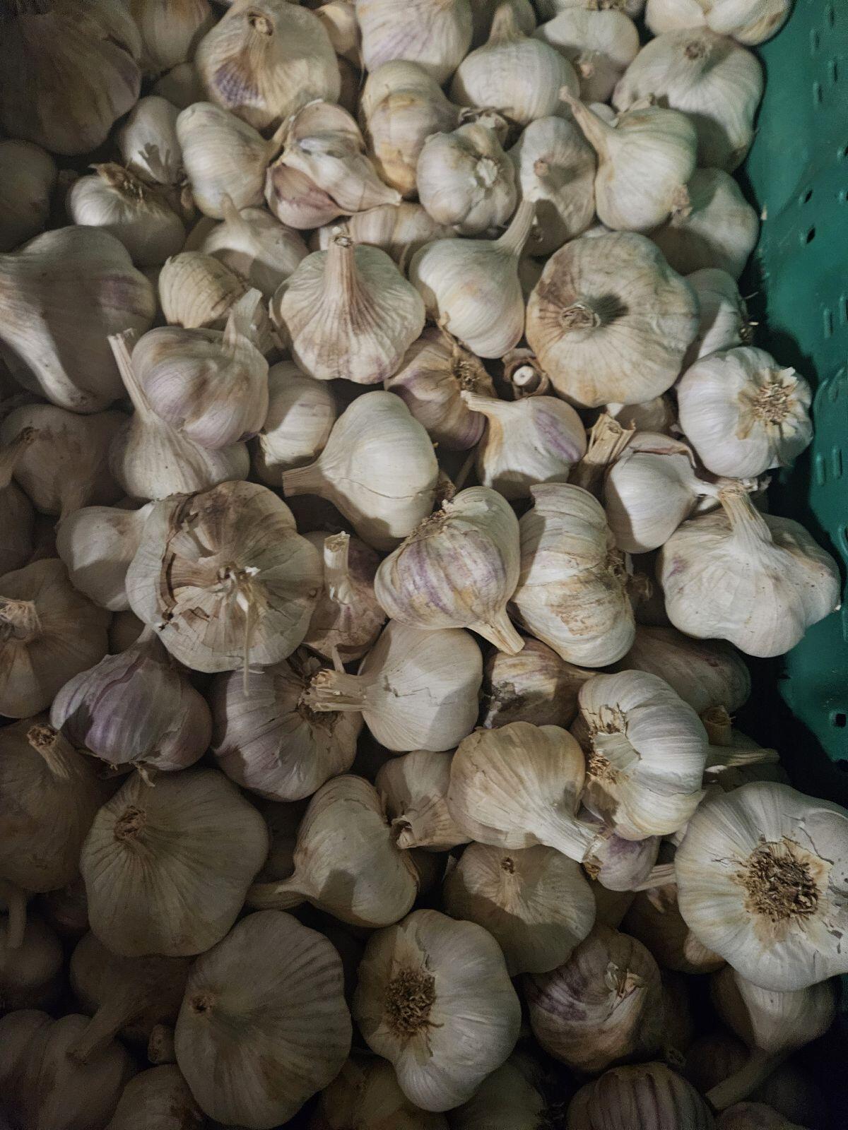 Knoblauch und Zwiebel 2