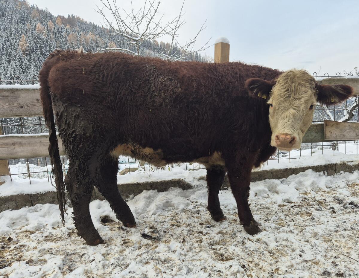 Hereford Kalbinnen 2