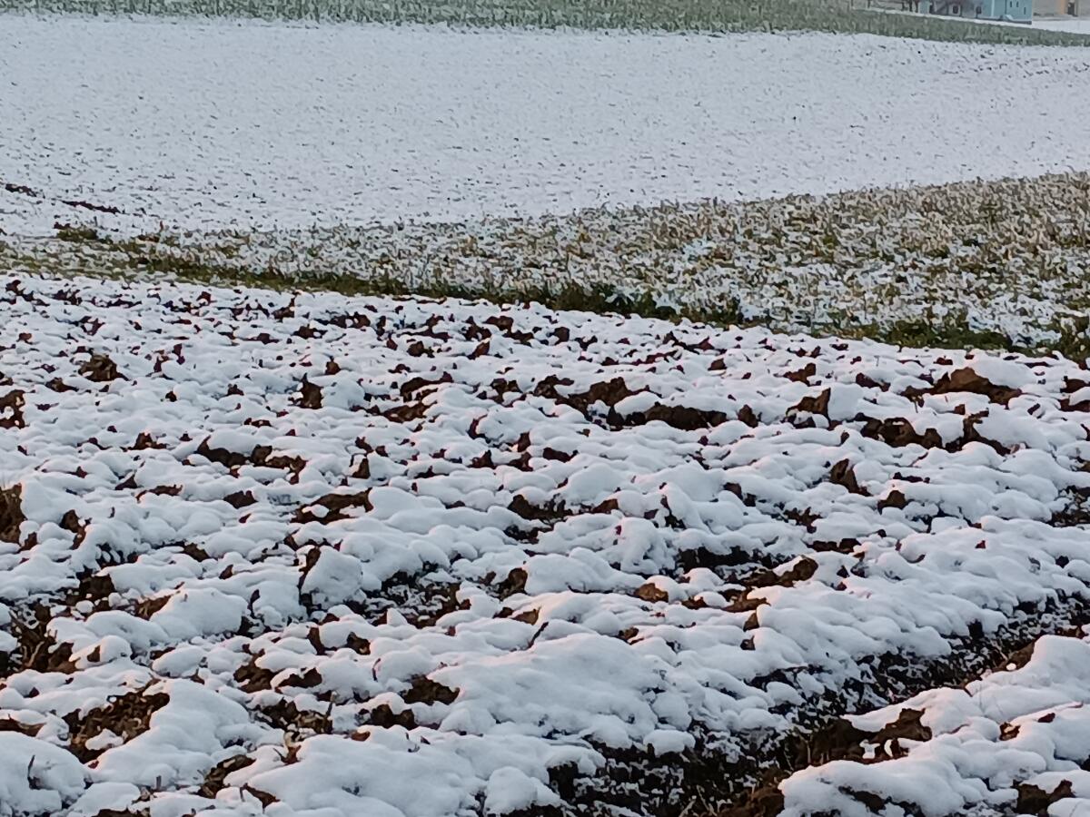 Landwirtschaftlicher Nutzgrund 1