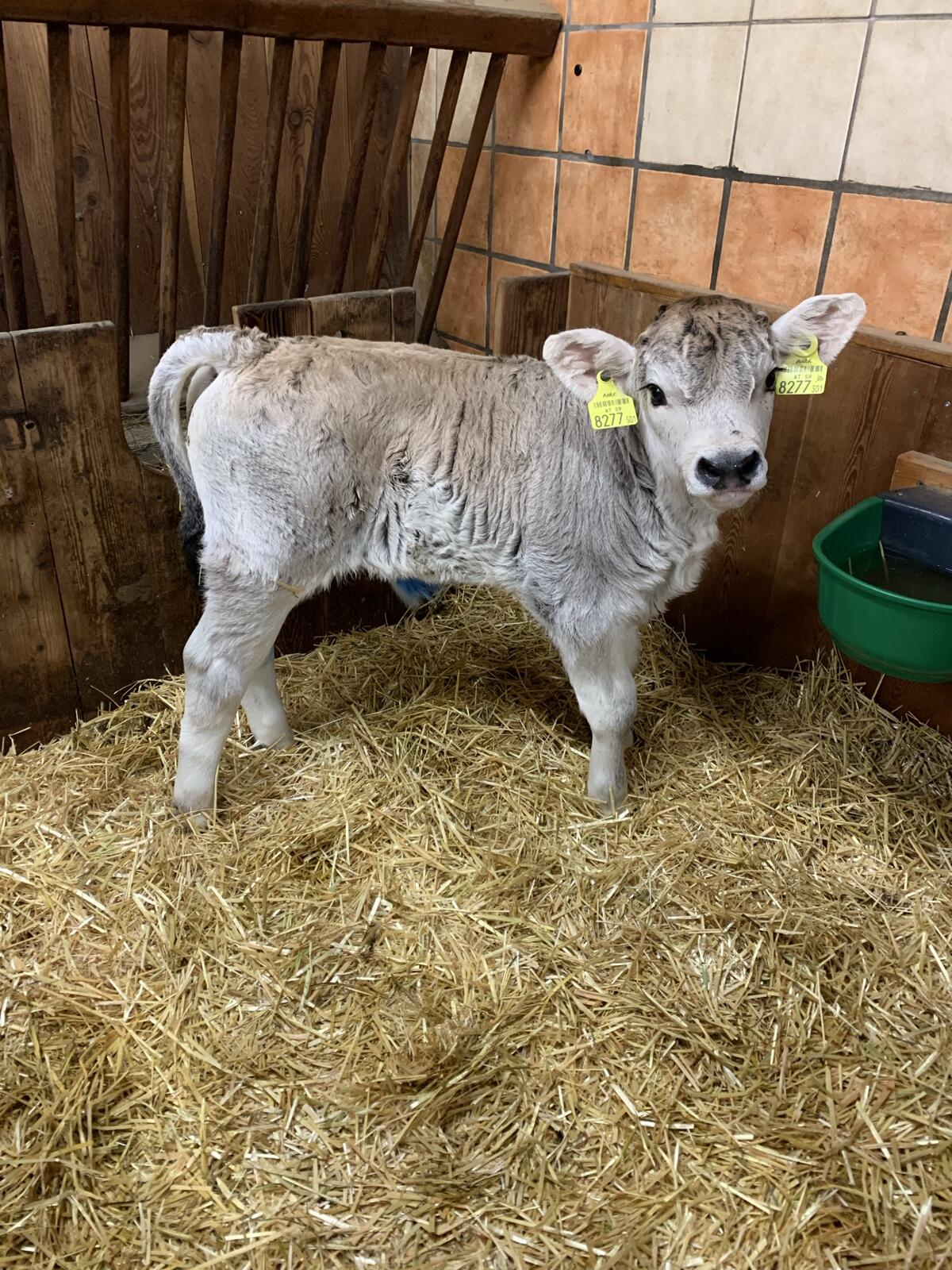 Grauvieh Stierkalb 1