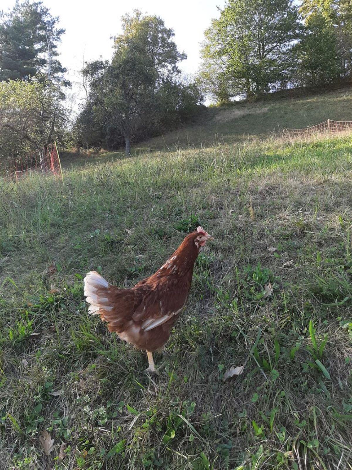 Suche Acker und/oder Wiese 1