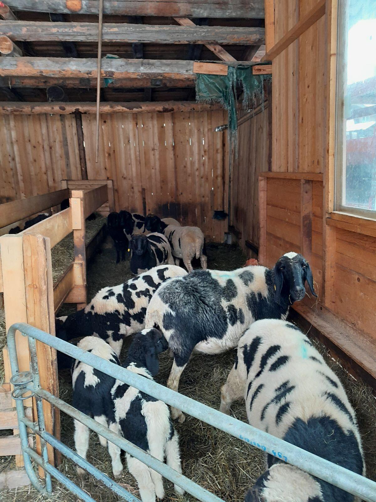 Gescheckte Bergschafe 2