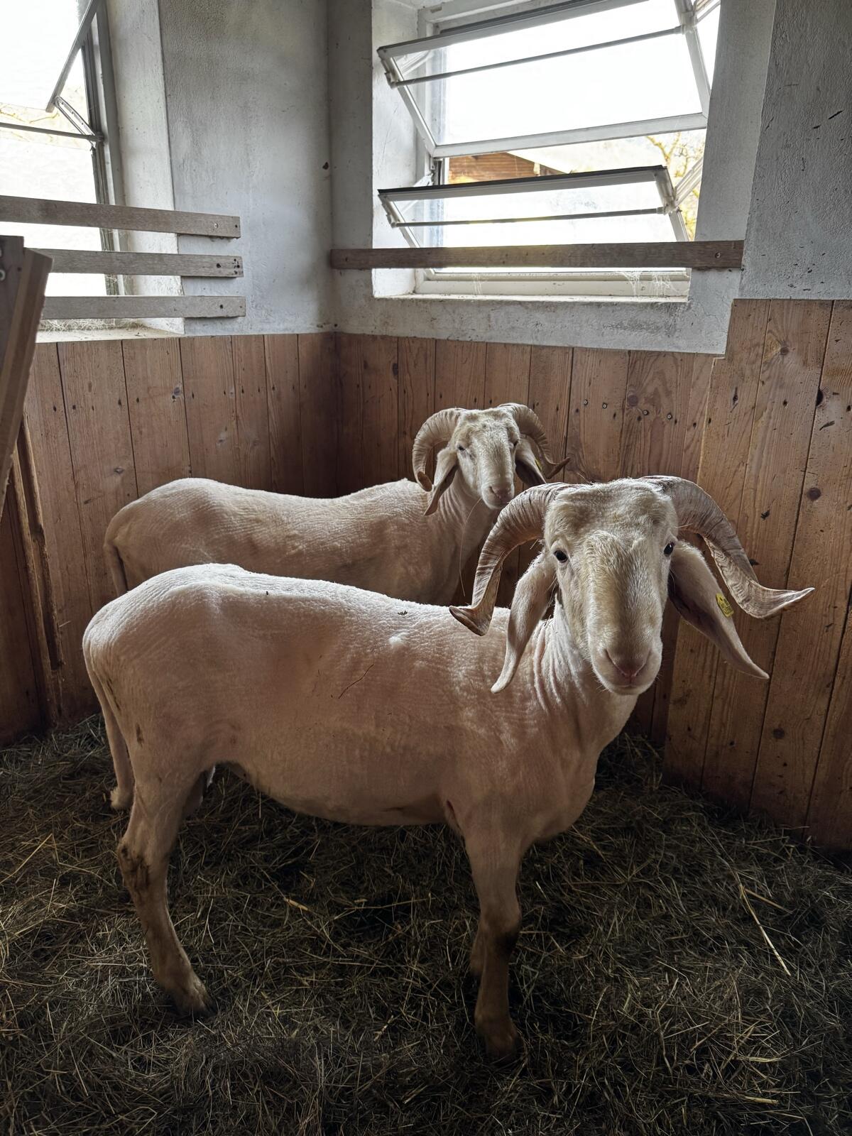 Bergschafwidder mit Hörnern 1