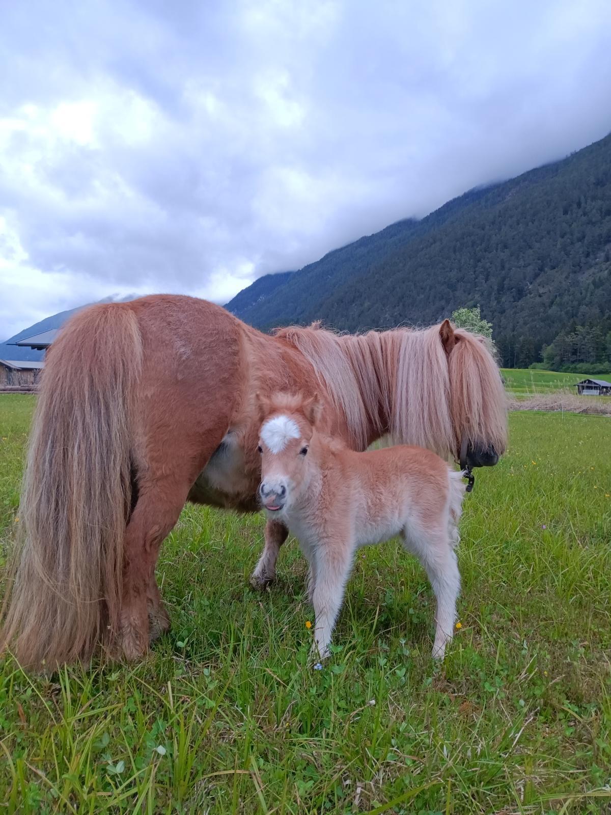 Shetlandpony 1