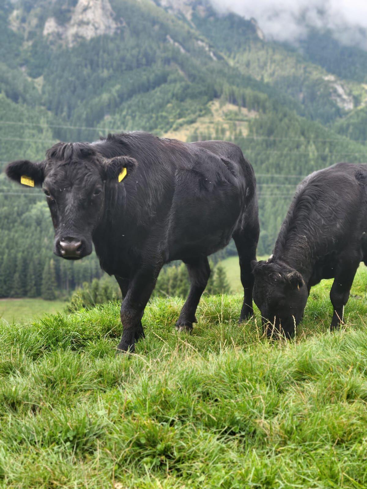 Dexter Rinder (Kuh + Kalb, Kalbin) 2