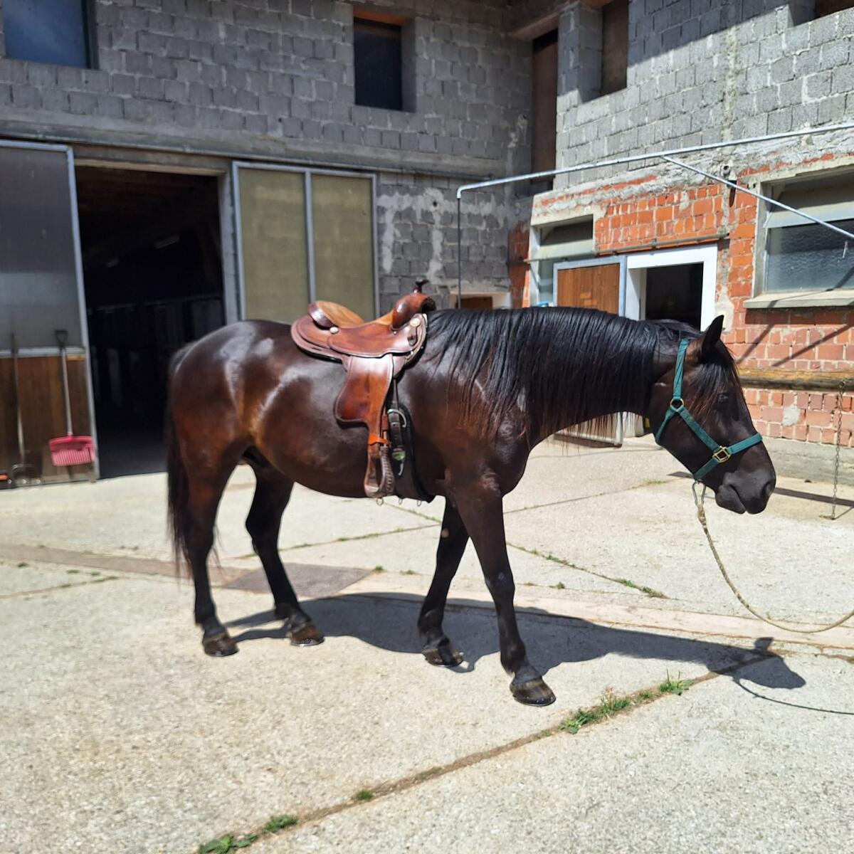 Western Sattel Continental 2