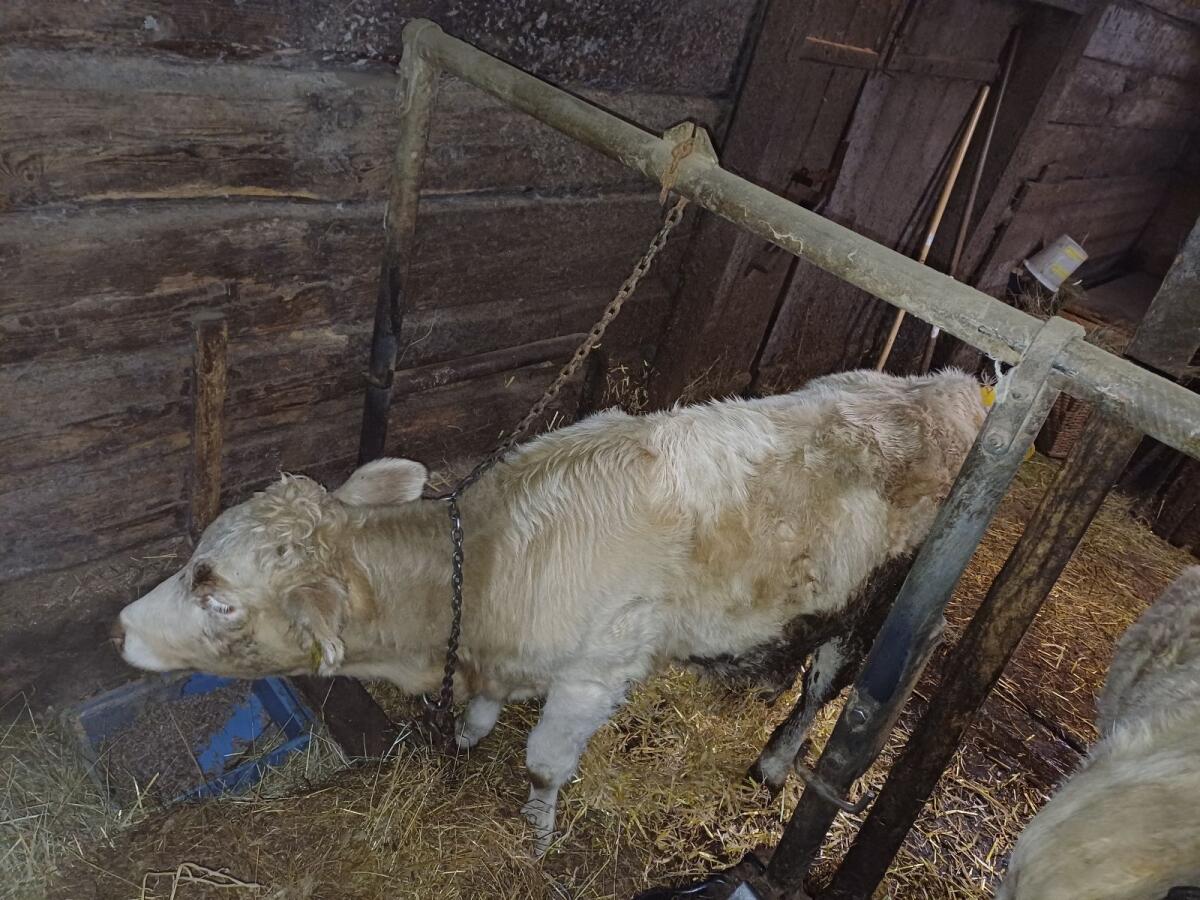 Kärntner Blondvieh Kalbin 2