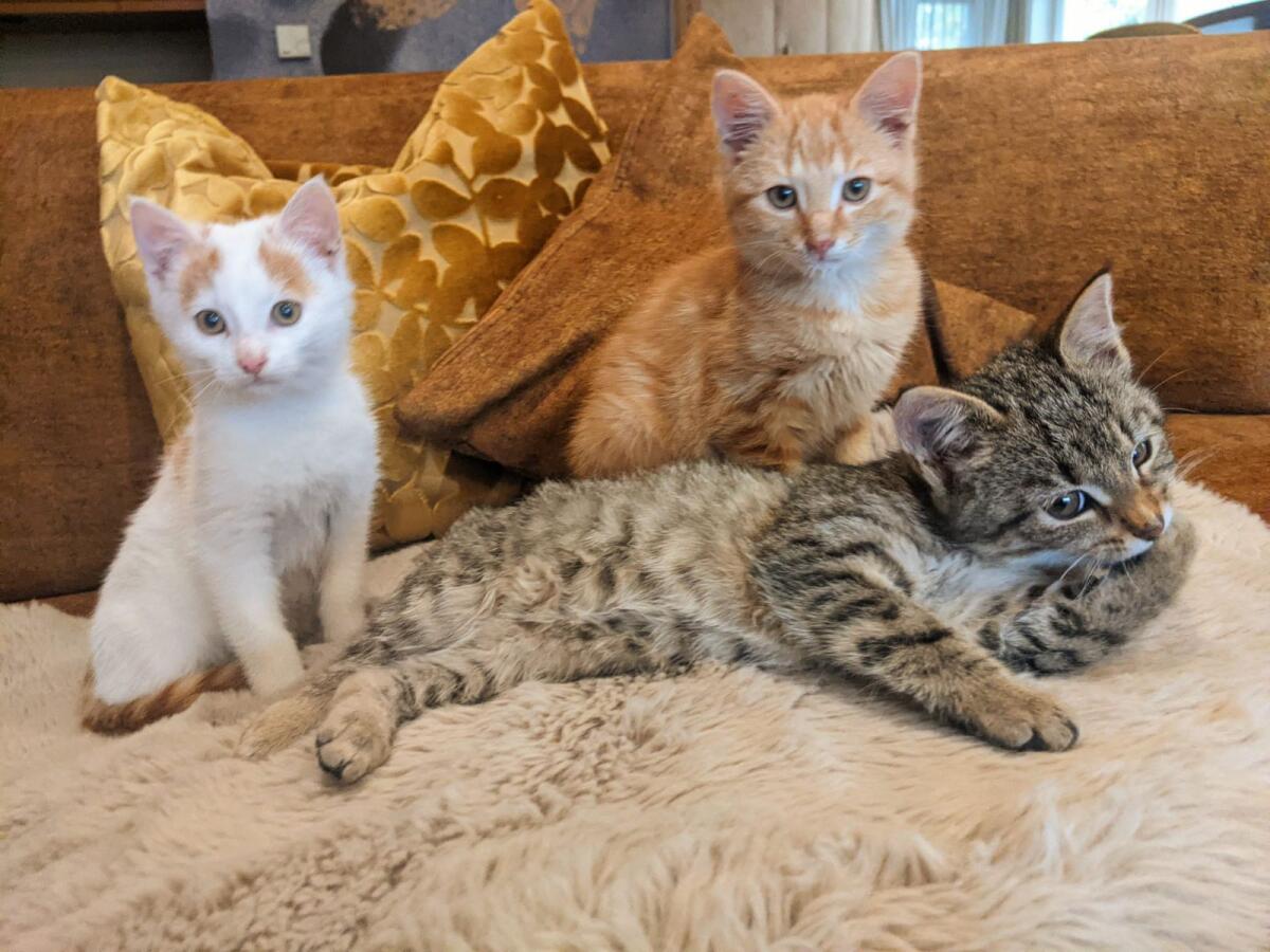 Kätzchen (männlich) 1