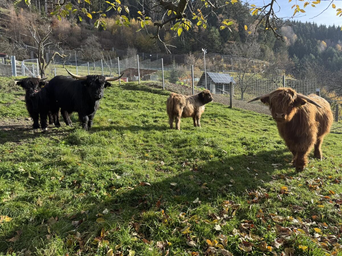 Hochlandrind Kalb 1