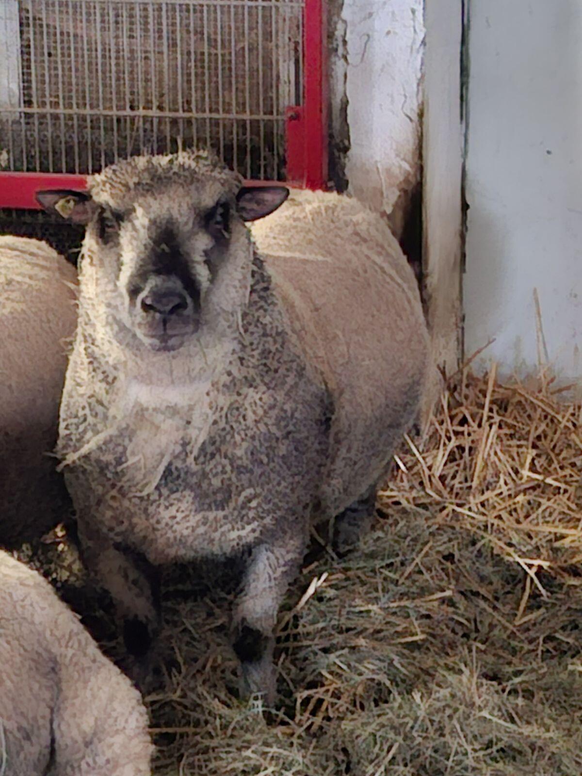 Shropshire Zuchtbock 1