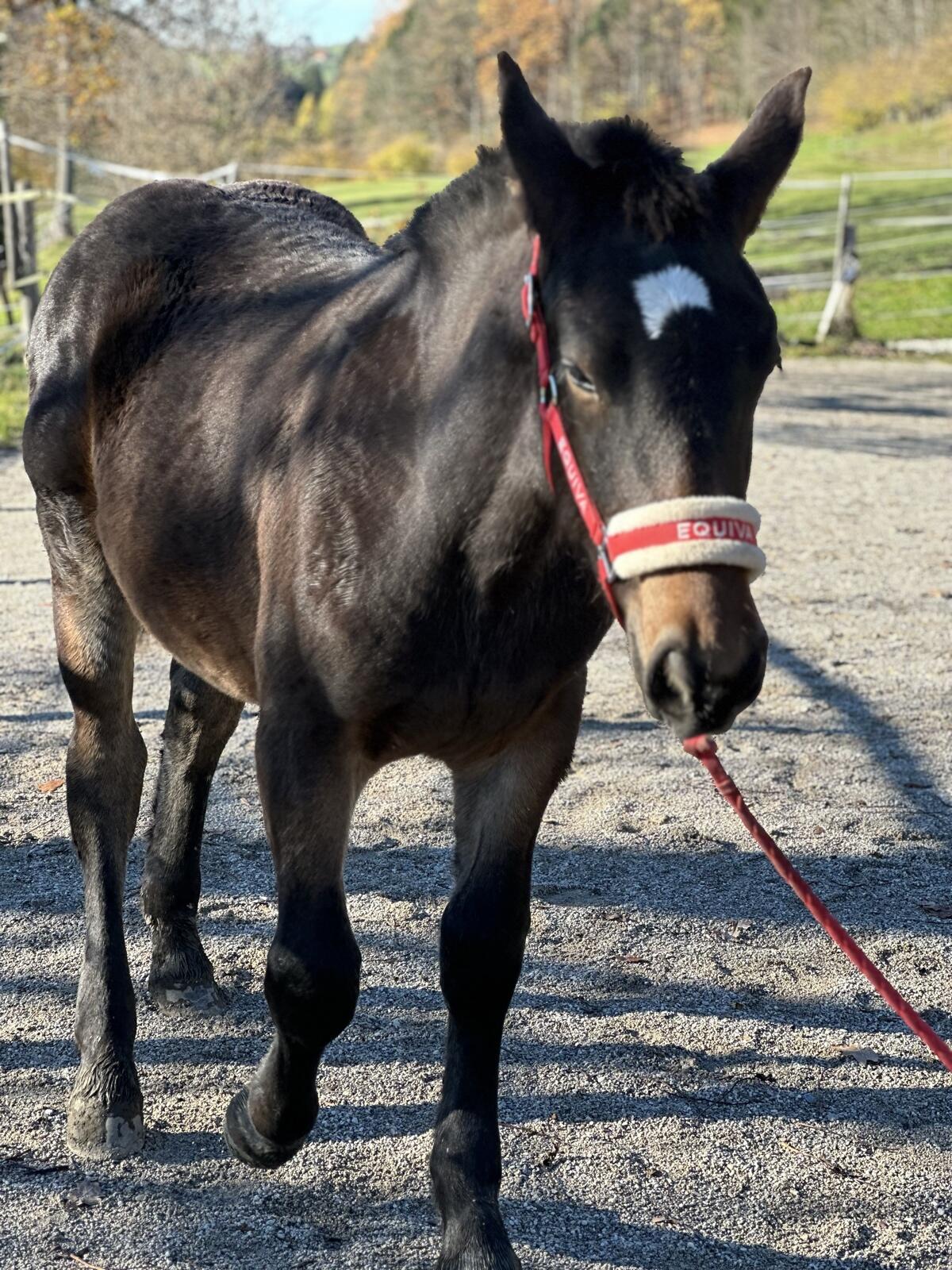 Norikerhengstfohlen 2