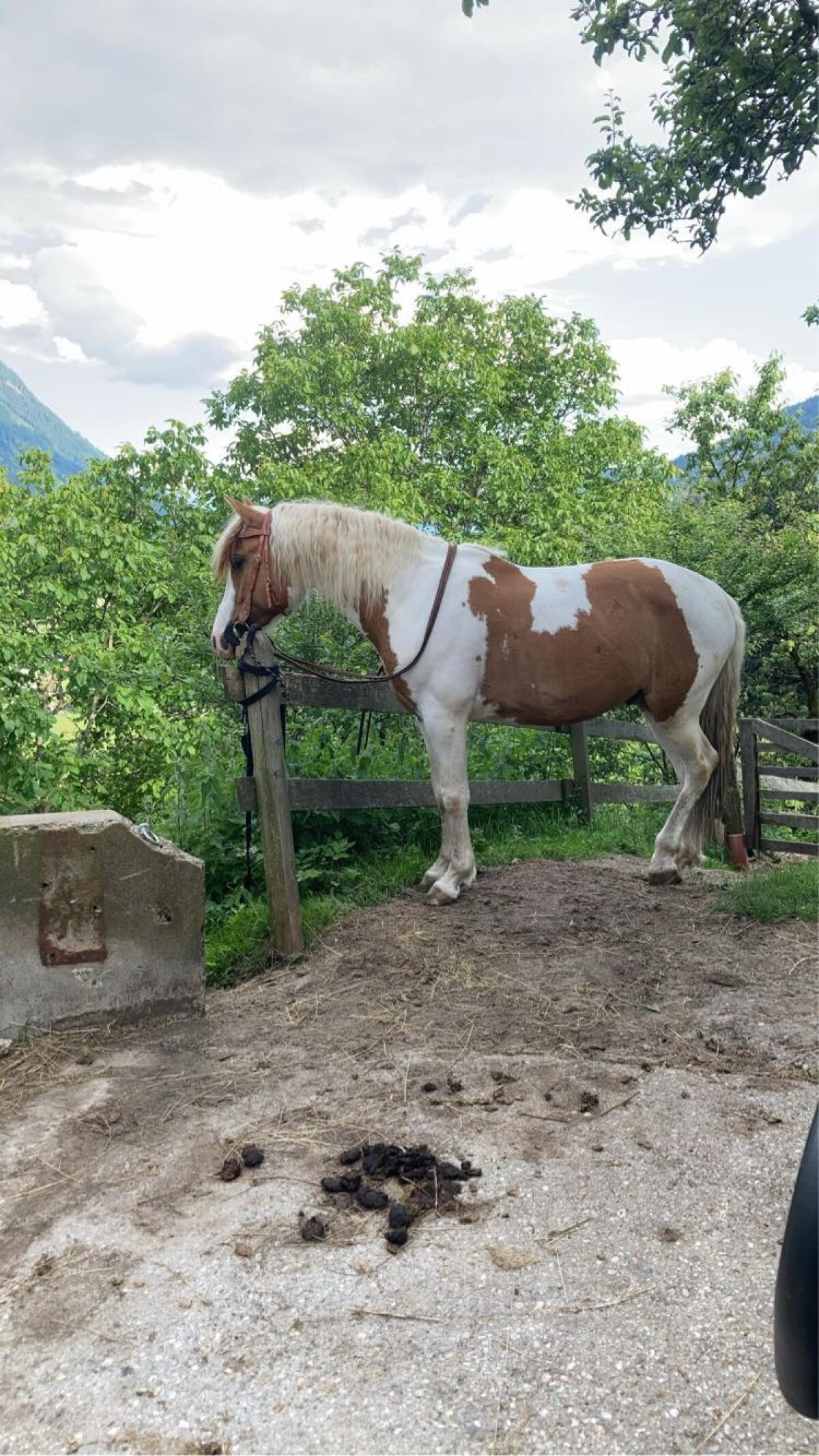 Braver Ponywallach 3