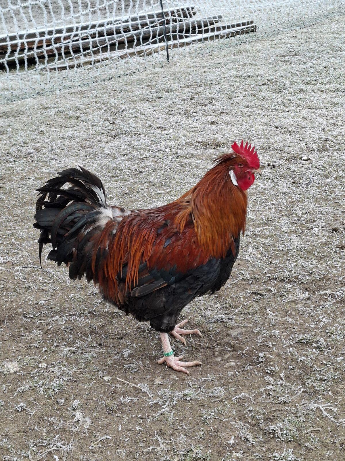 Hahn Sulmtaler weizenfärbig 2