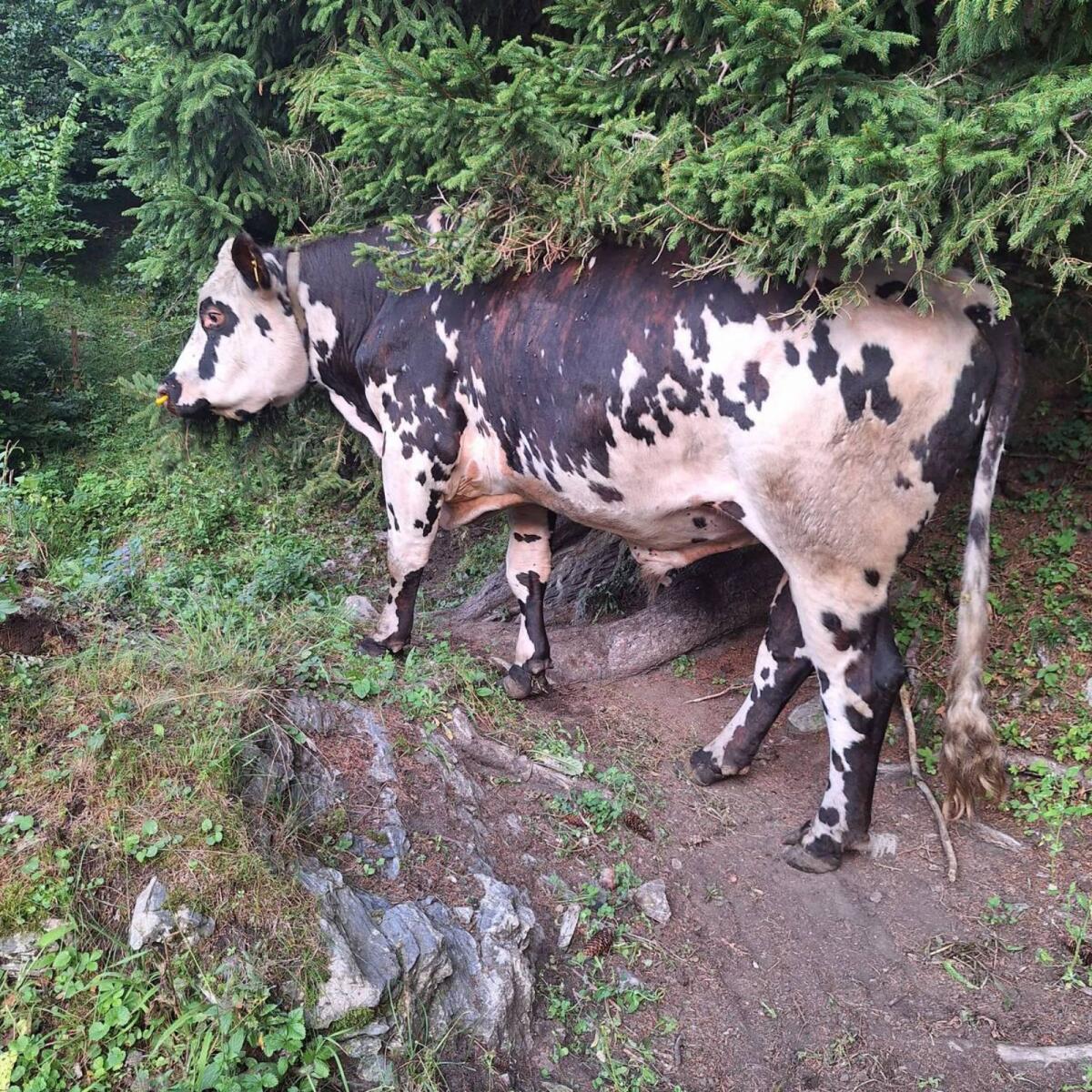 Normande Zuchtstier 2