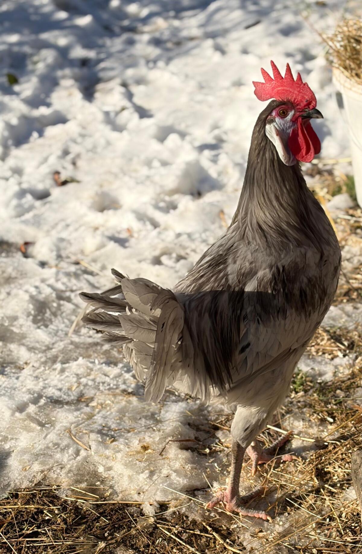 Spanier Junghähne 2