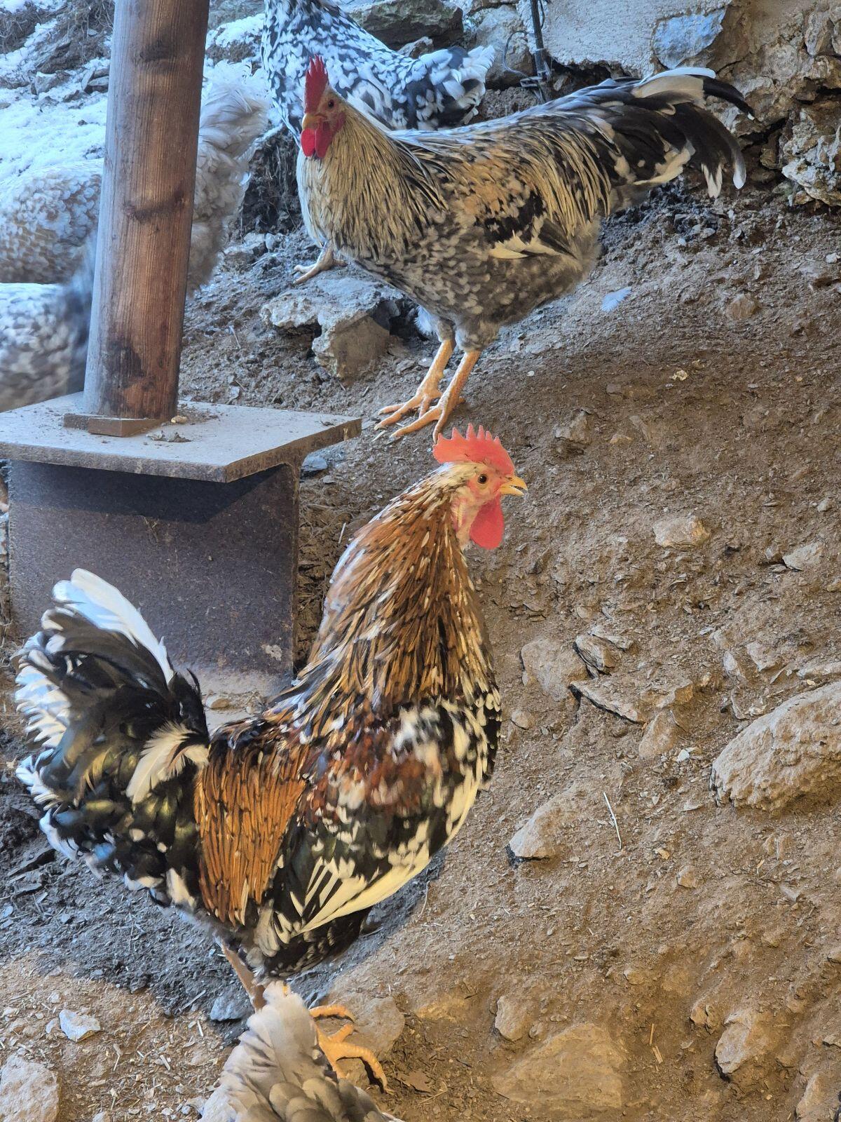 Schwedisches Blumenhuhn 2