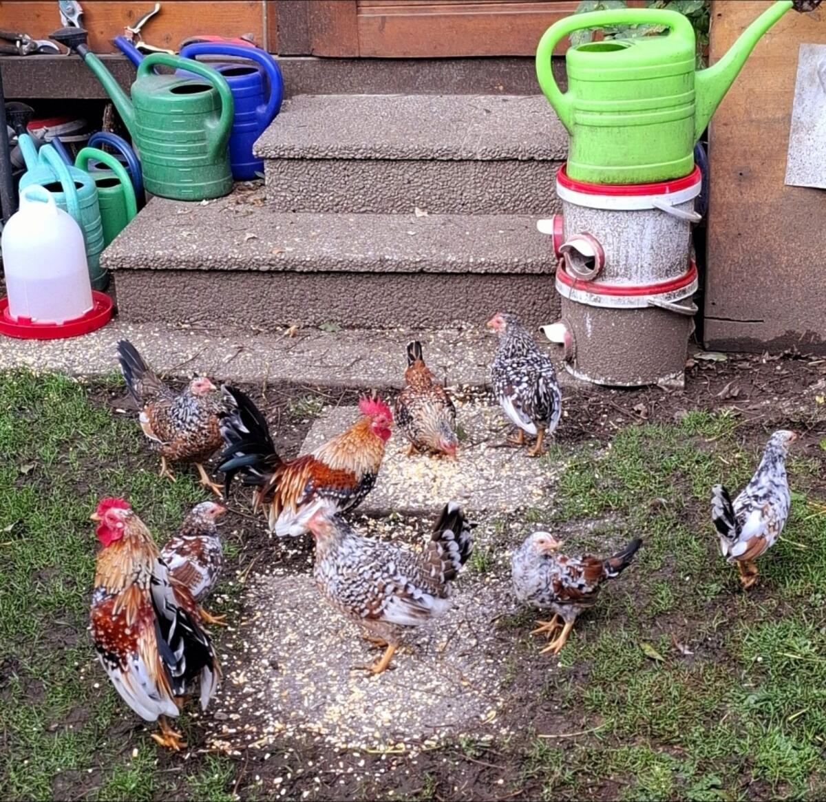 Bayerische Landzwerge (Steinpiperl) – Bunte Truppe von 2025 3