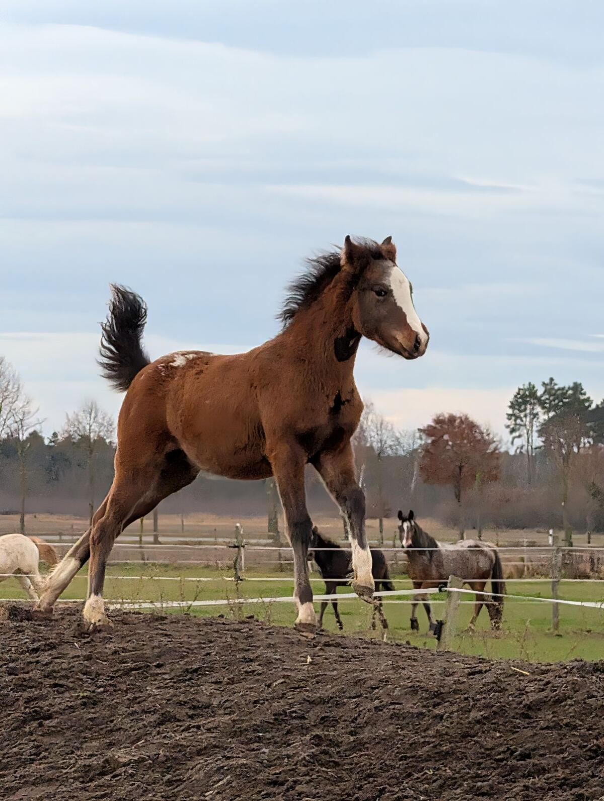 Stutfohlen Appaloosa mal deutsches Reitpony 2