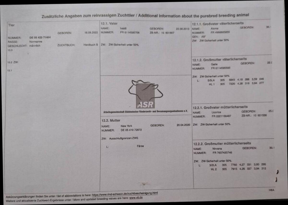 Normande Zuchtstier 3