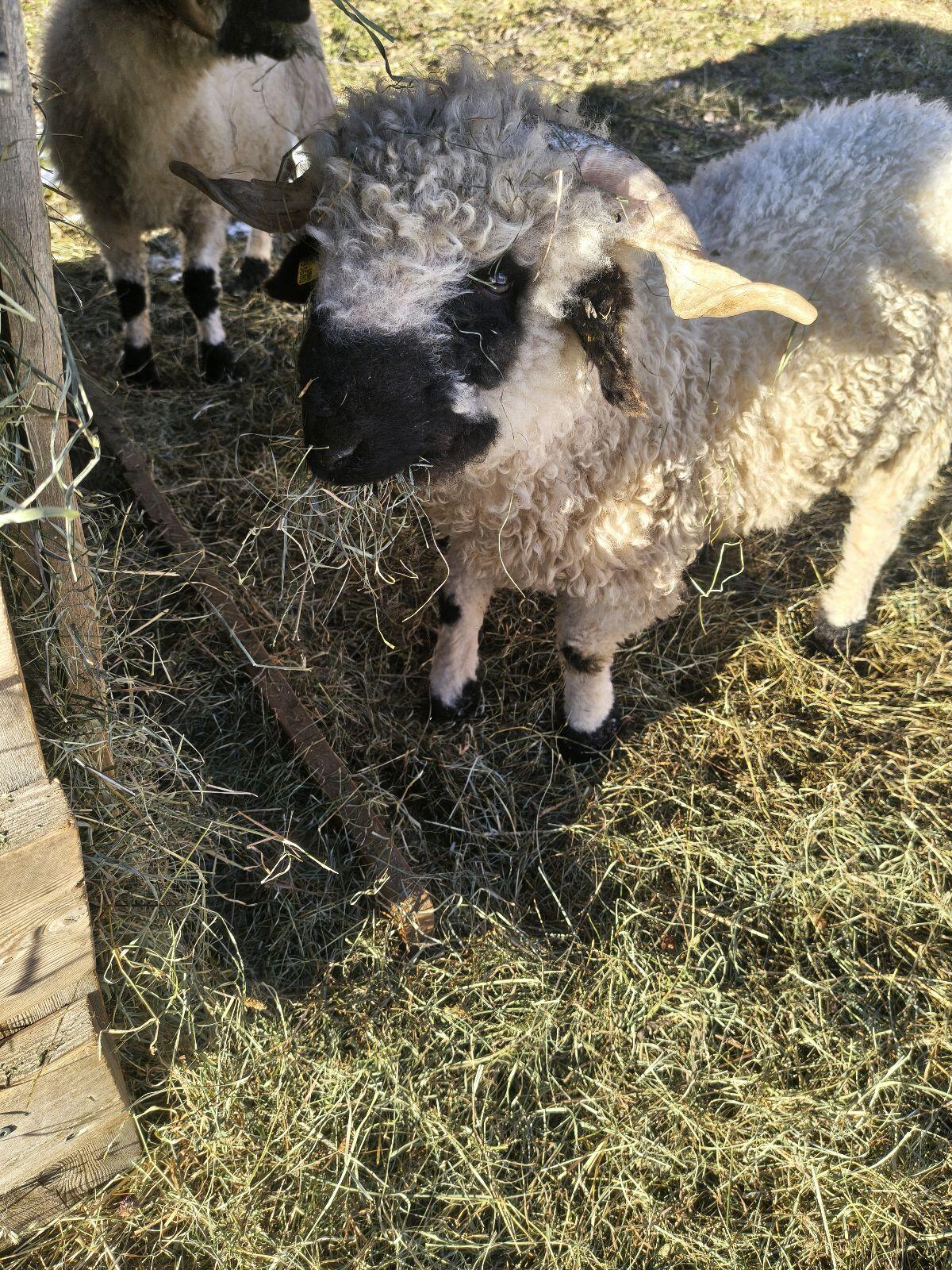 Junger Walliser Schwarznasenwidder 2