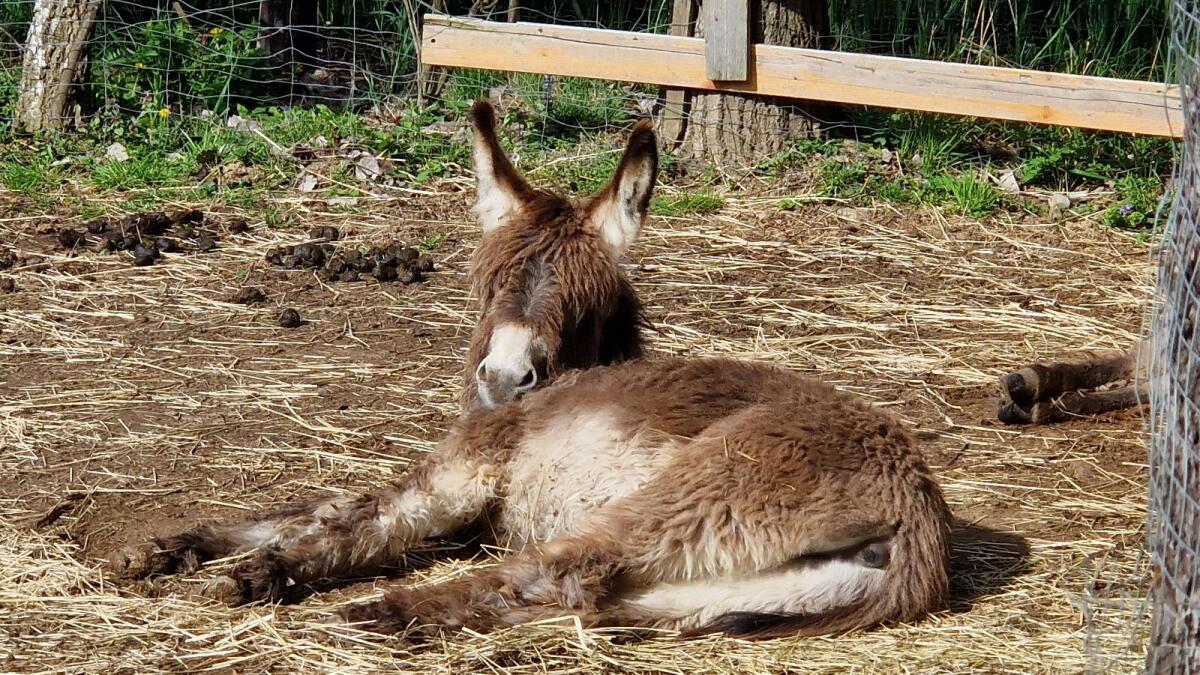 Eselstute zu verkaufen 2