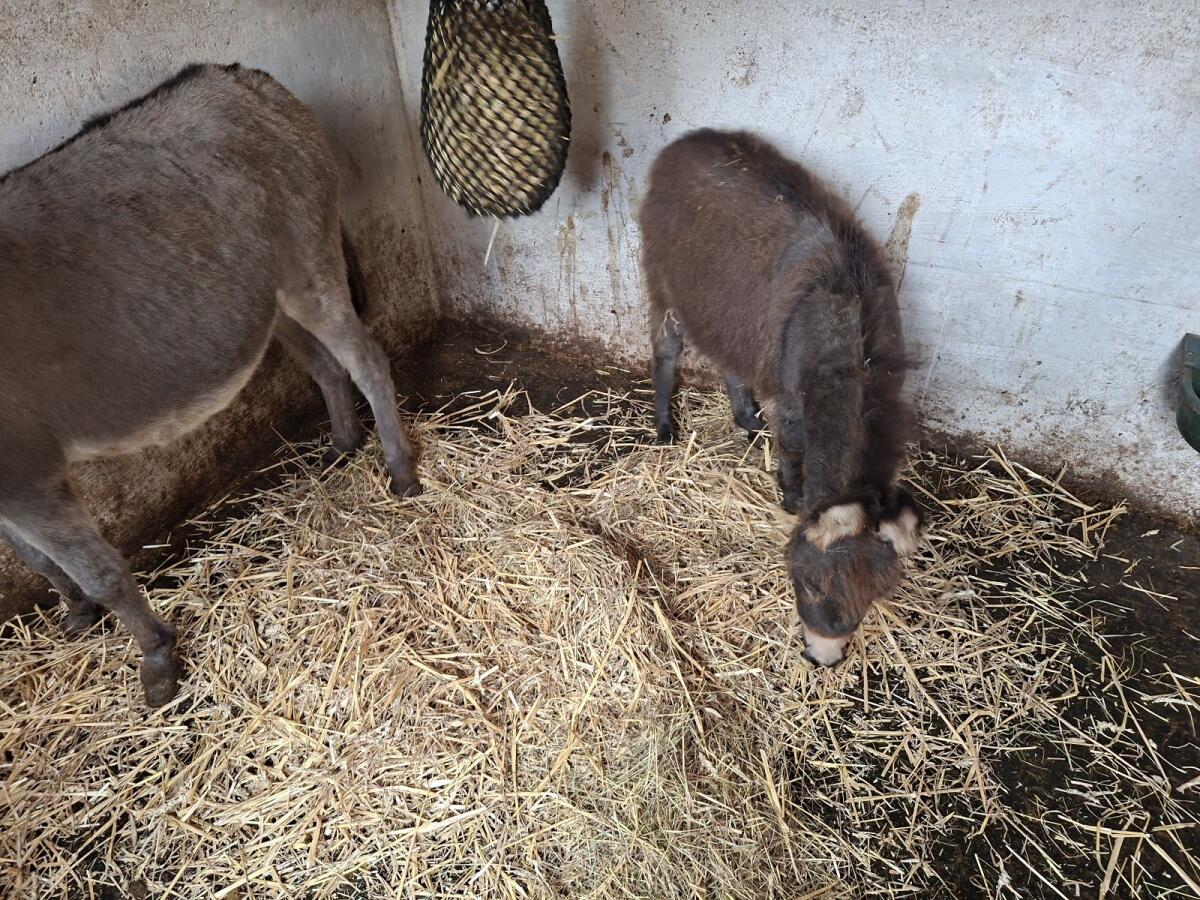 Amerikanischer Miniesel 2