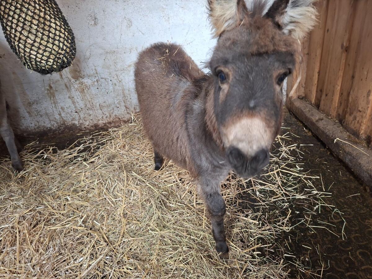 Amerikanischer Miniesel 3