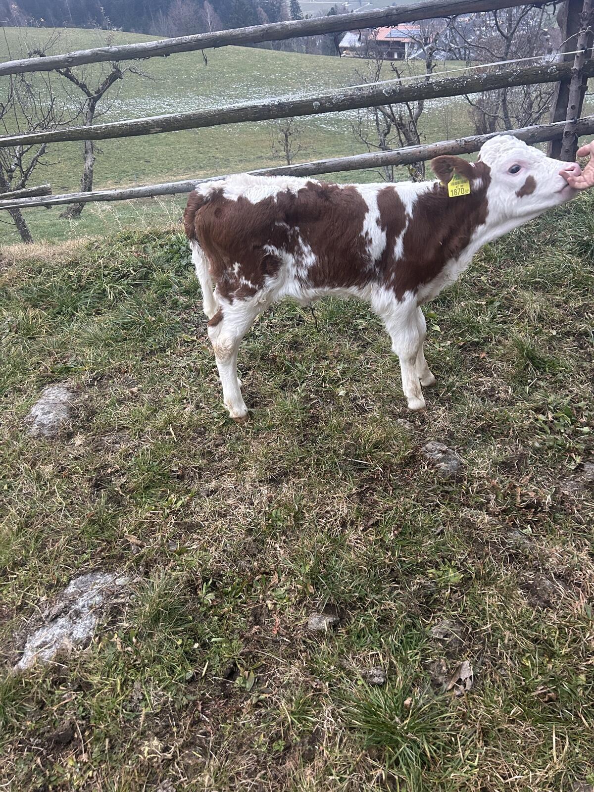 Verkaufe FL Kuhkalb 2