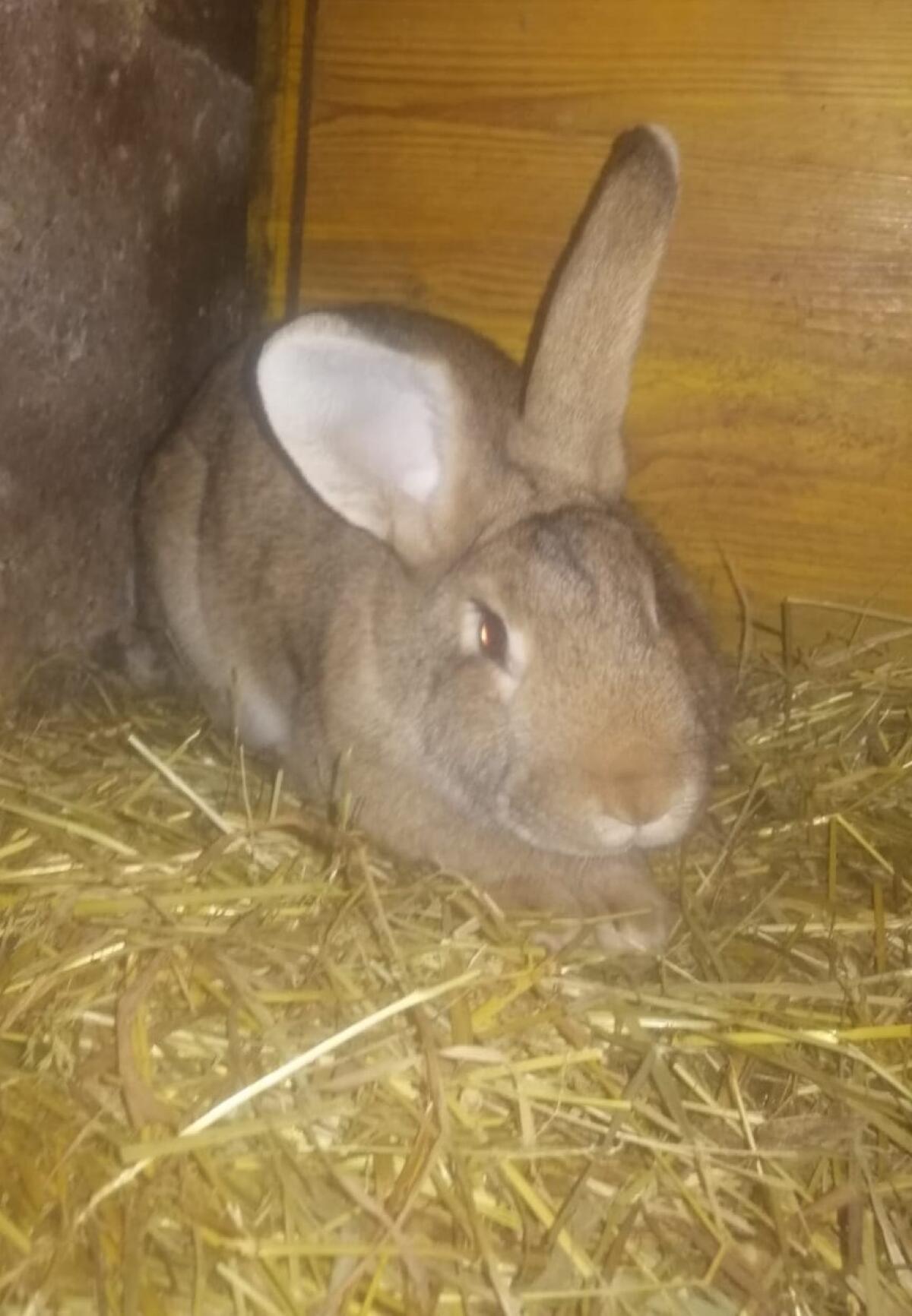 Hasen (Deutsche Riesen) 2