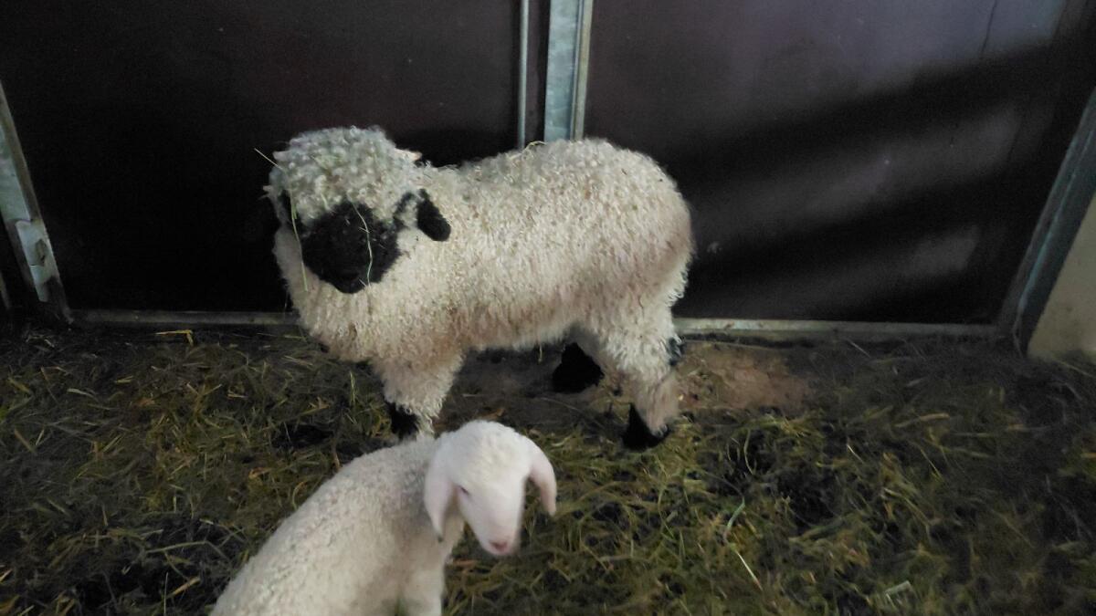 Walliser Schwarznasenwidder 2