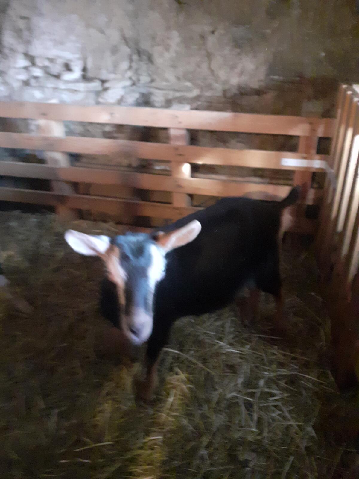 Weibliches Strahlenkitz 3