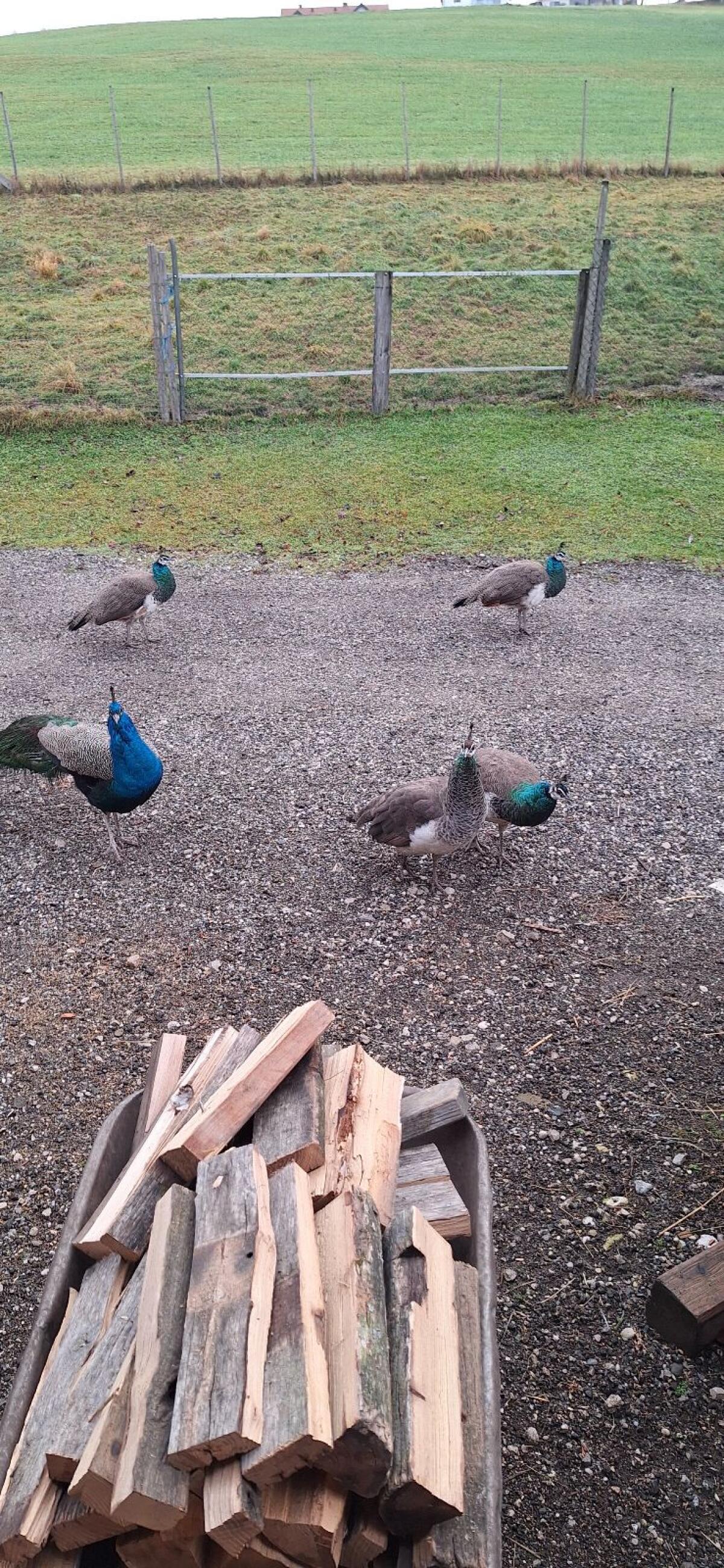 Pfauhähne abzugeben. 2