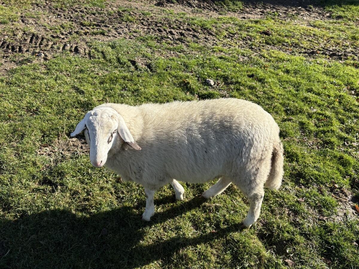 Brillenschaf Widder 2