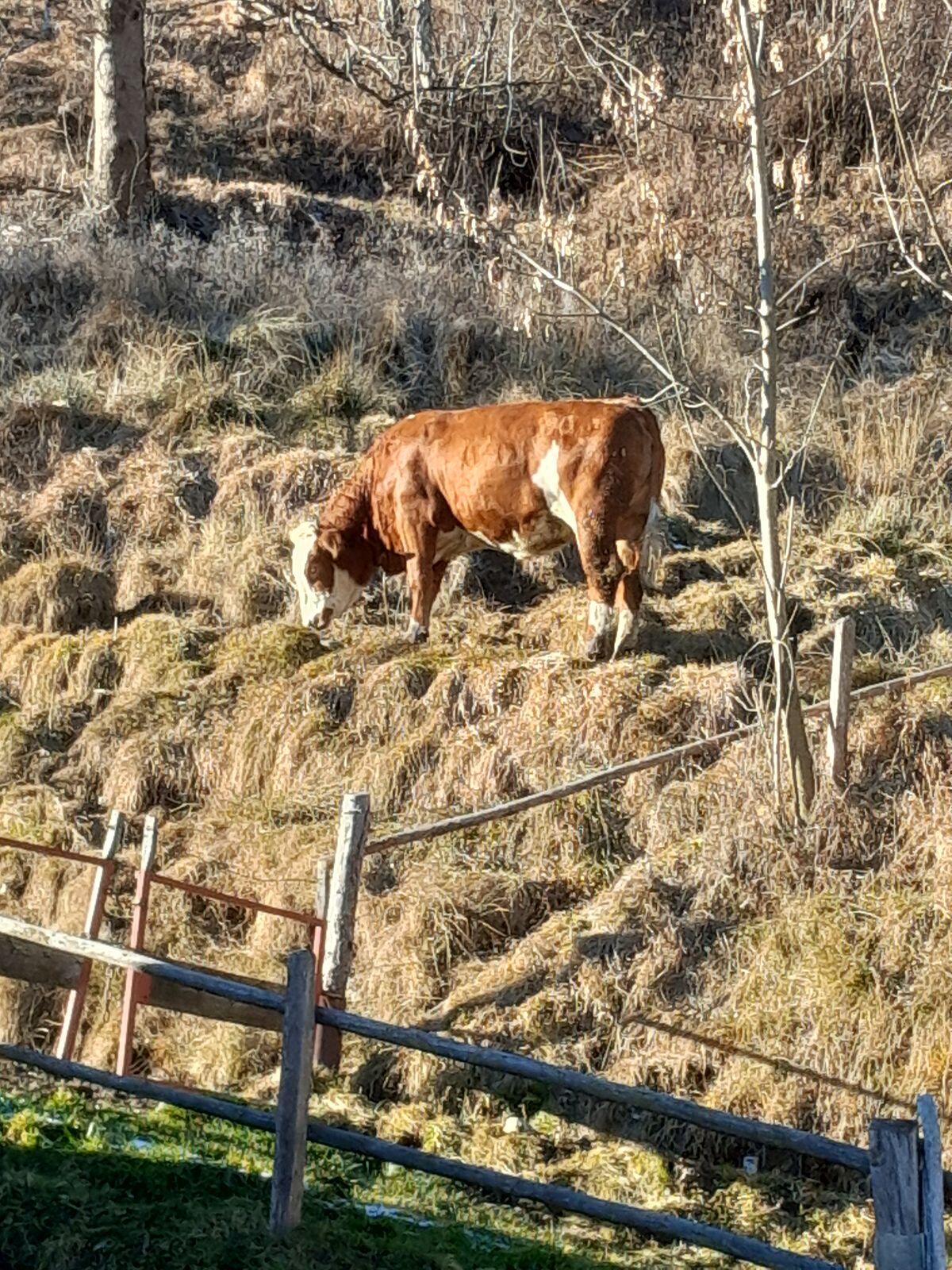 Bio Fleckvieh Kalbin 2