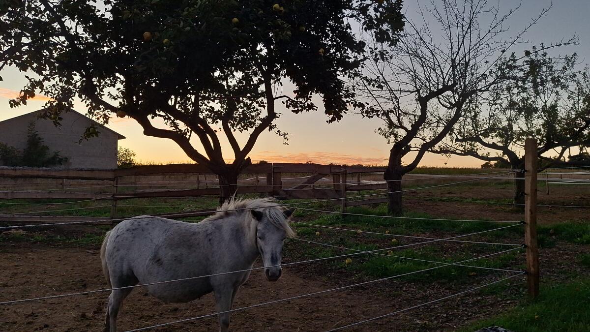 Mini Shetty Stute Amy (tragend) 3