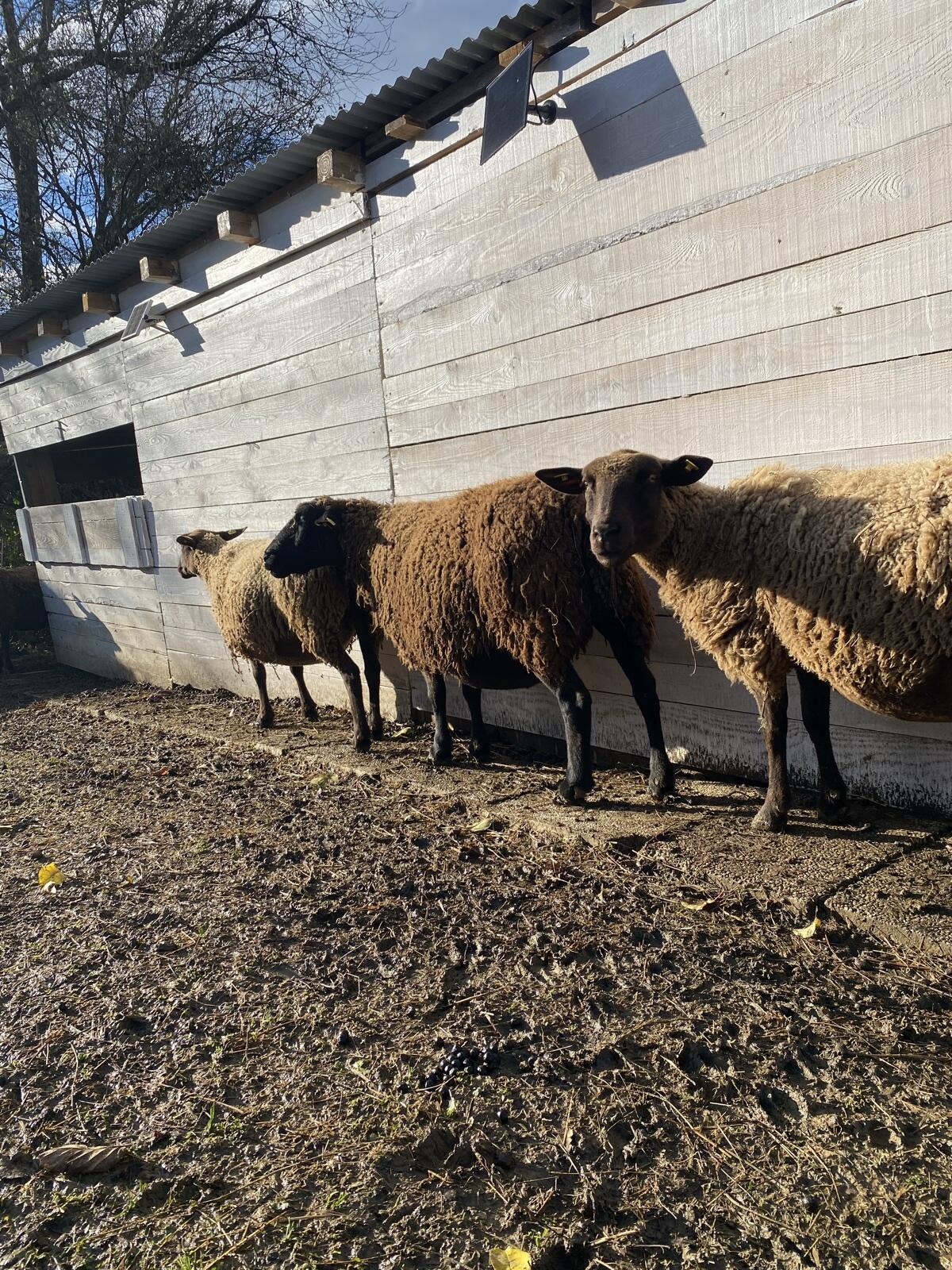 Reinrassige Juraschafe 2