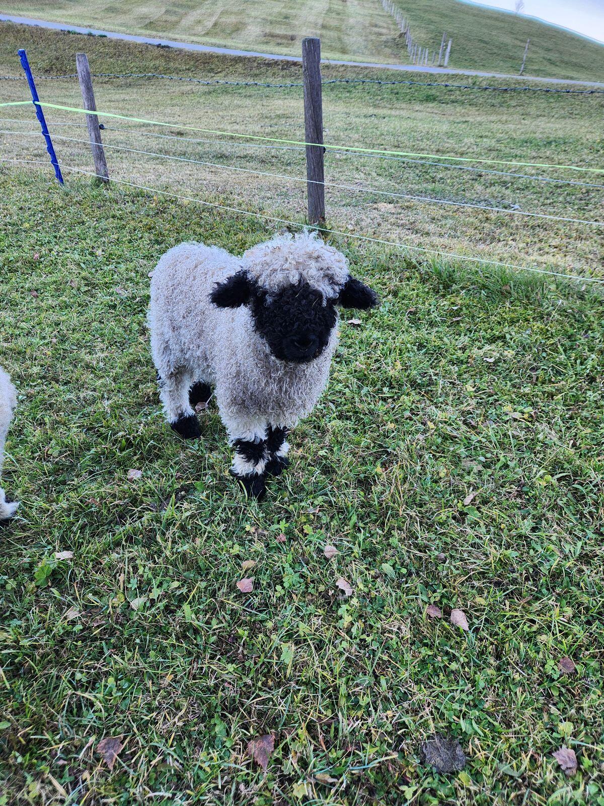 Walliser Schwarznasen Widderlamm 3