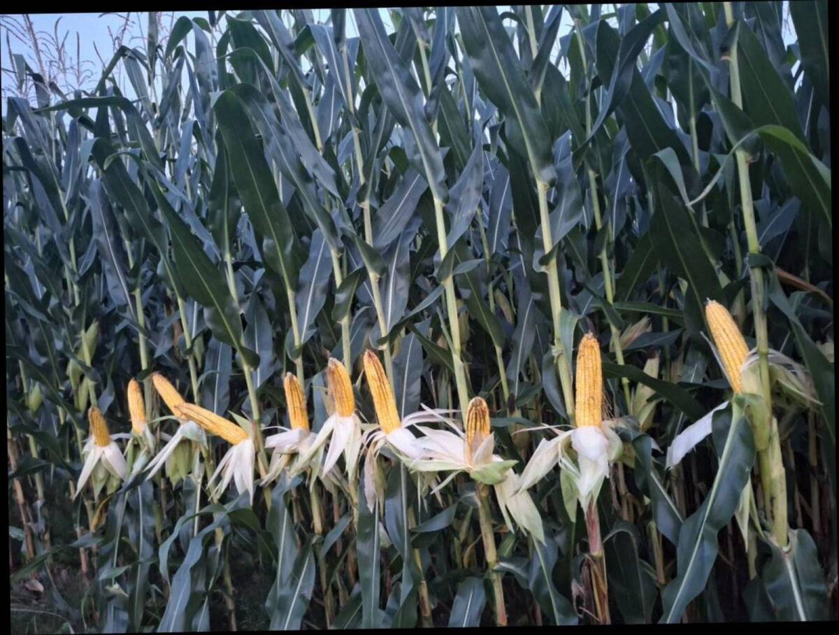 Maisballen, Silo - Mais Rundballen 2