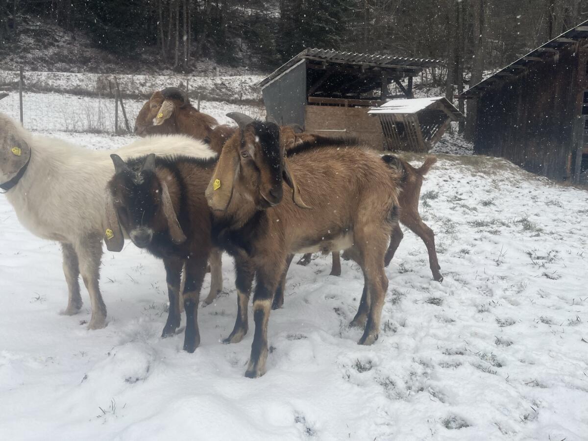 Anglo Nubier Ziegen Jungböcke, Herdbuch 2